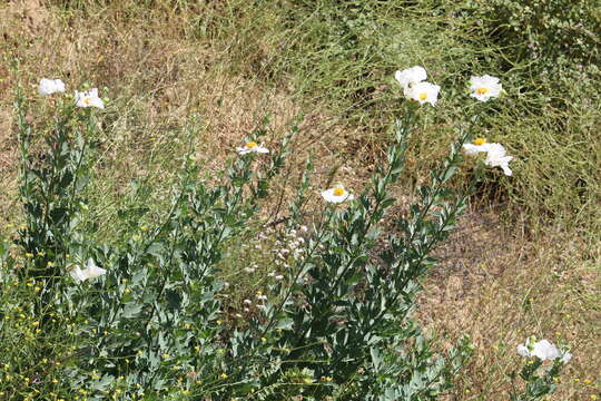 Image of Coulter's Matilija poppy