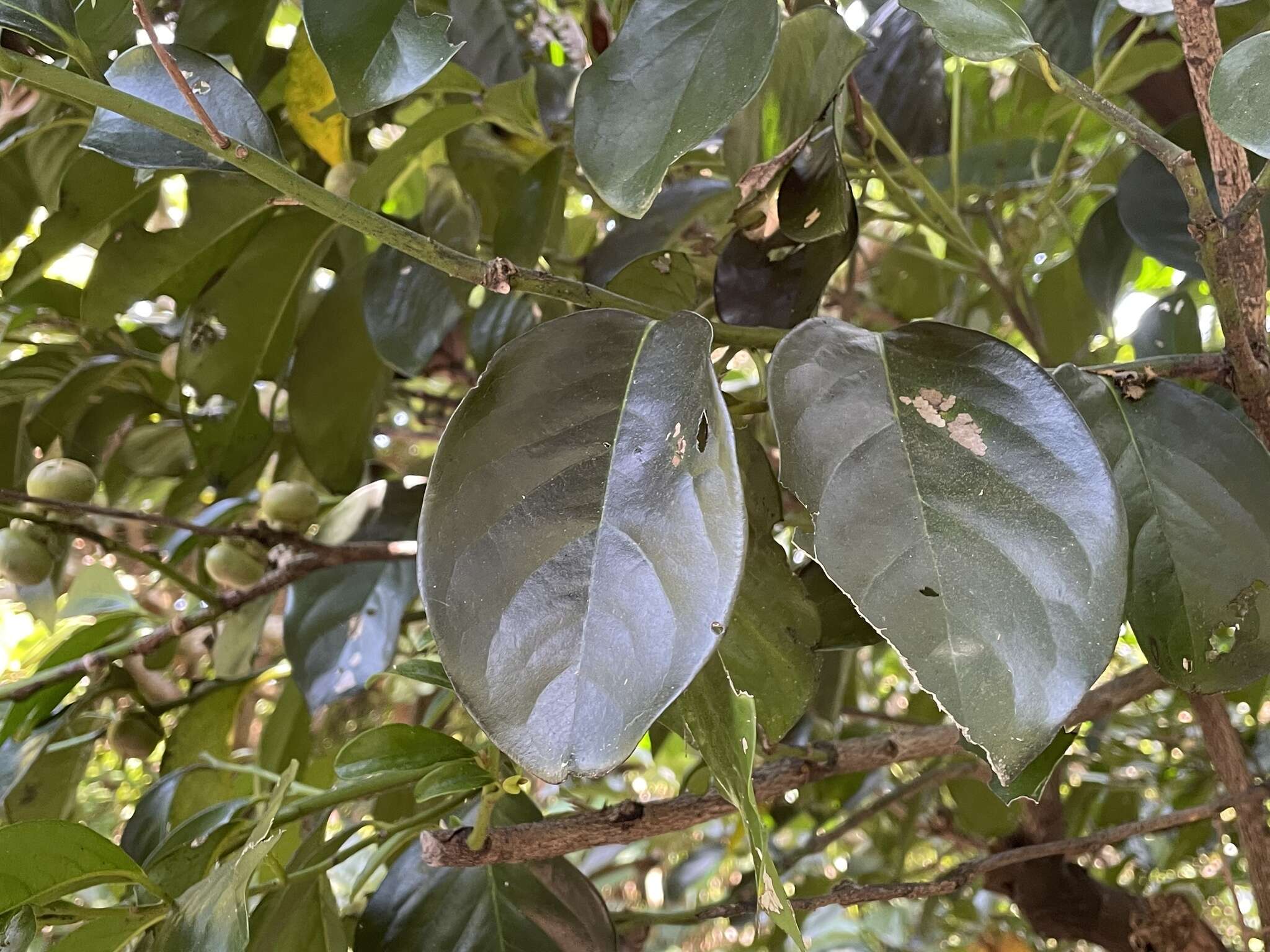 Image de Diospyros maritima Blume