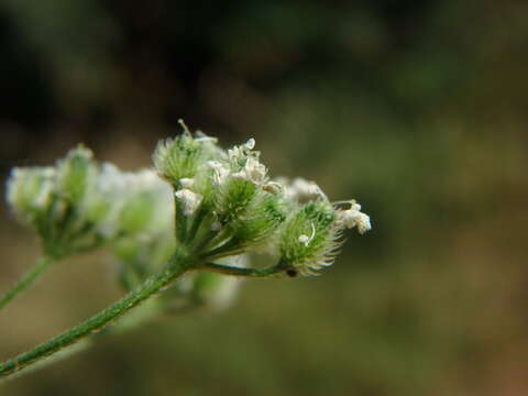 Torilis japonica (Houtt.) DC. resmi