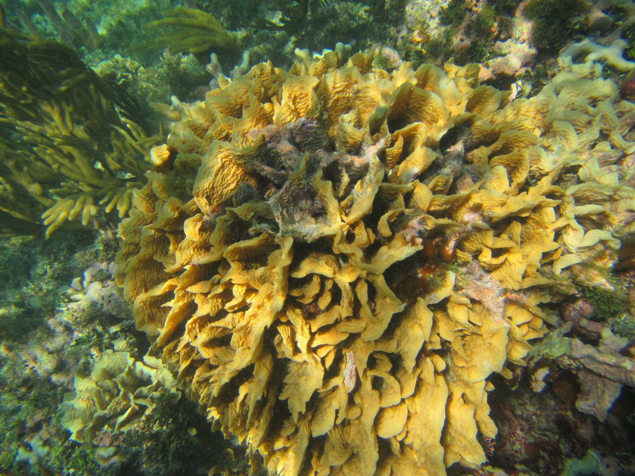 Image of Rose coral
