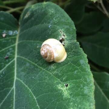 Image of White-lipped banded snail