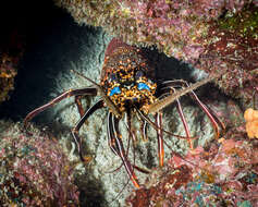Image of Pronghorn Spiny Lobster