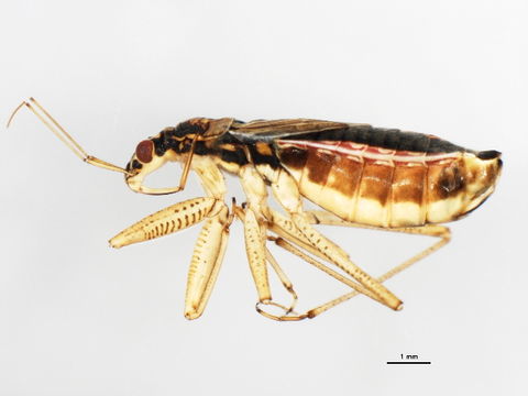 Image of <i><i>Nabicula</i></i> (Nabicula) <i>flavomarginata</i> (Scholtz 1847)