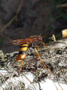 Tremex fuscicornis (Fabricius 1787)的圖片