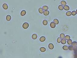 Слика од Radulomyces