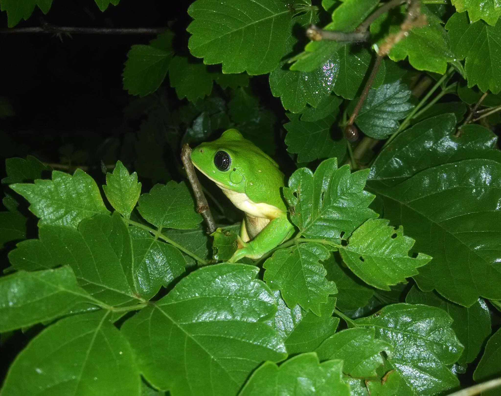 Image of Mexican leaf frog