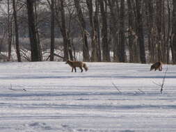 Image of Foxes