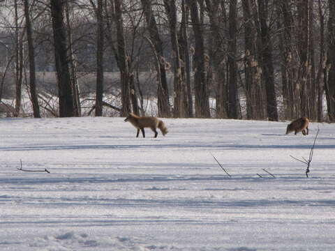 Image of Foxes