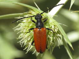 Image of Stictoleptura fontenayi (Mulsant 1839)