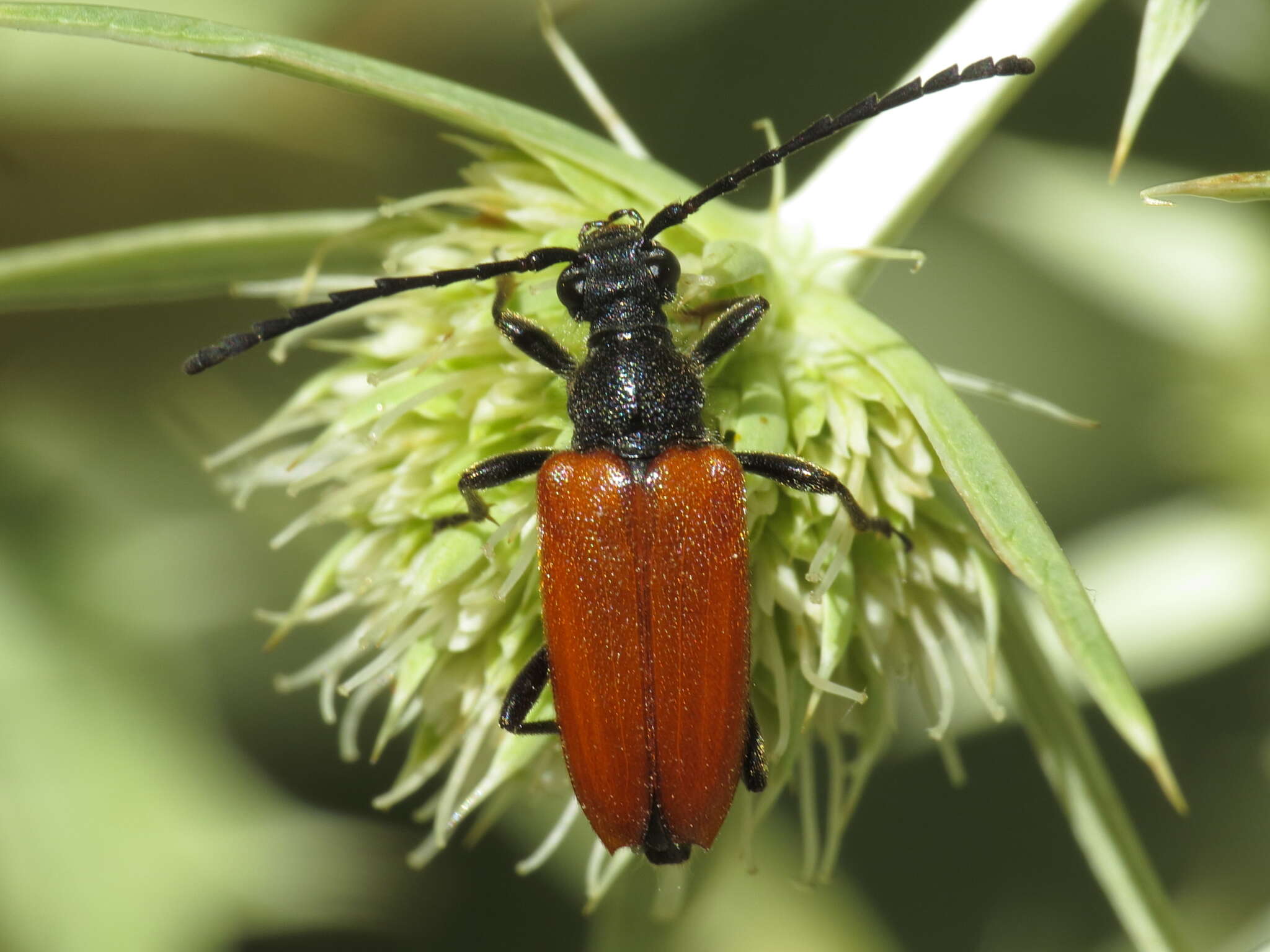 Image of Stictoleptura fontenayi (Mulsant 1839)
