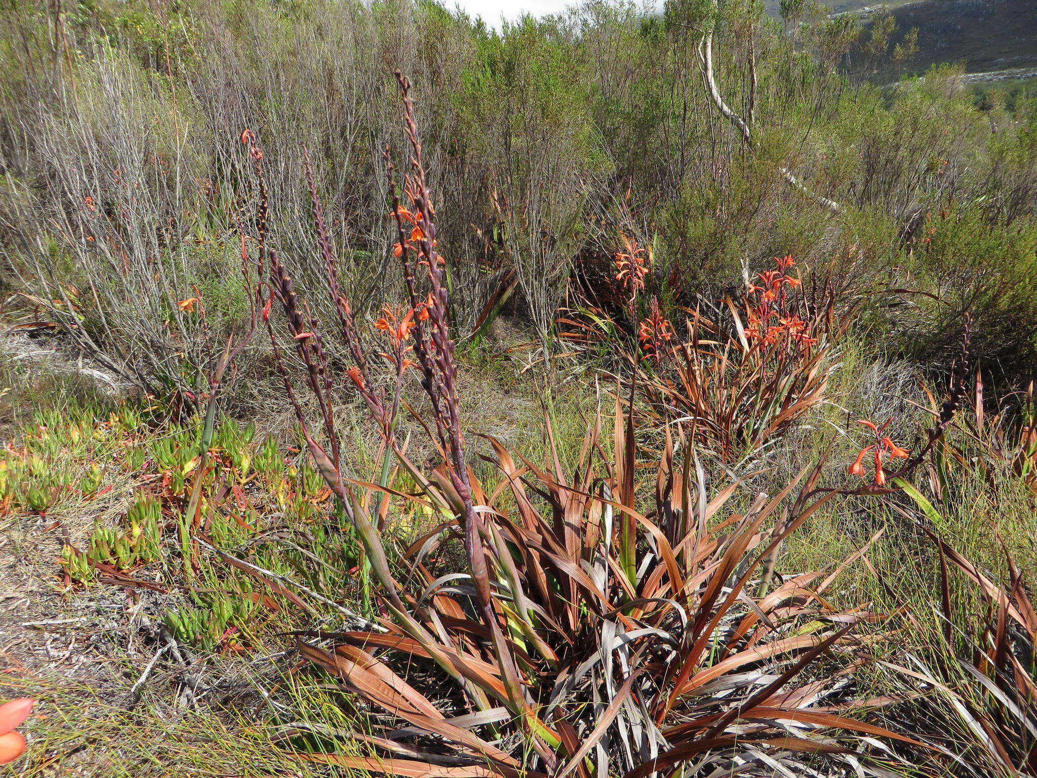 Image of Watsonia tabularis J. W. Mathews & L. Bolus