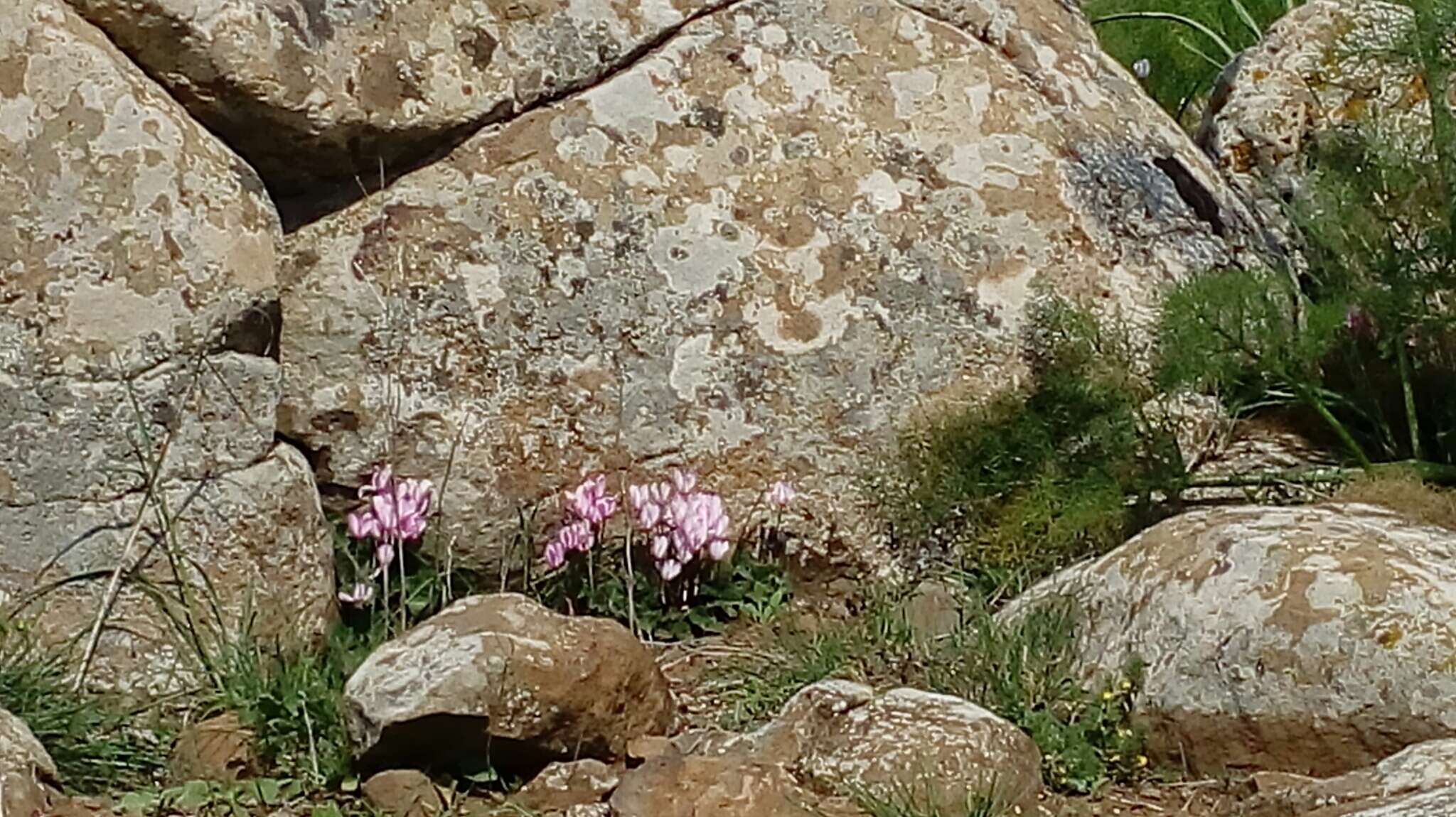 Image of florist's cyclamen