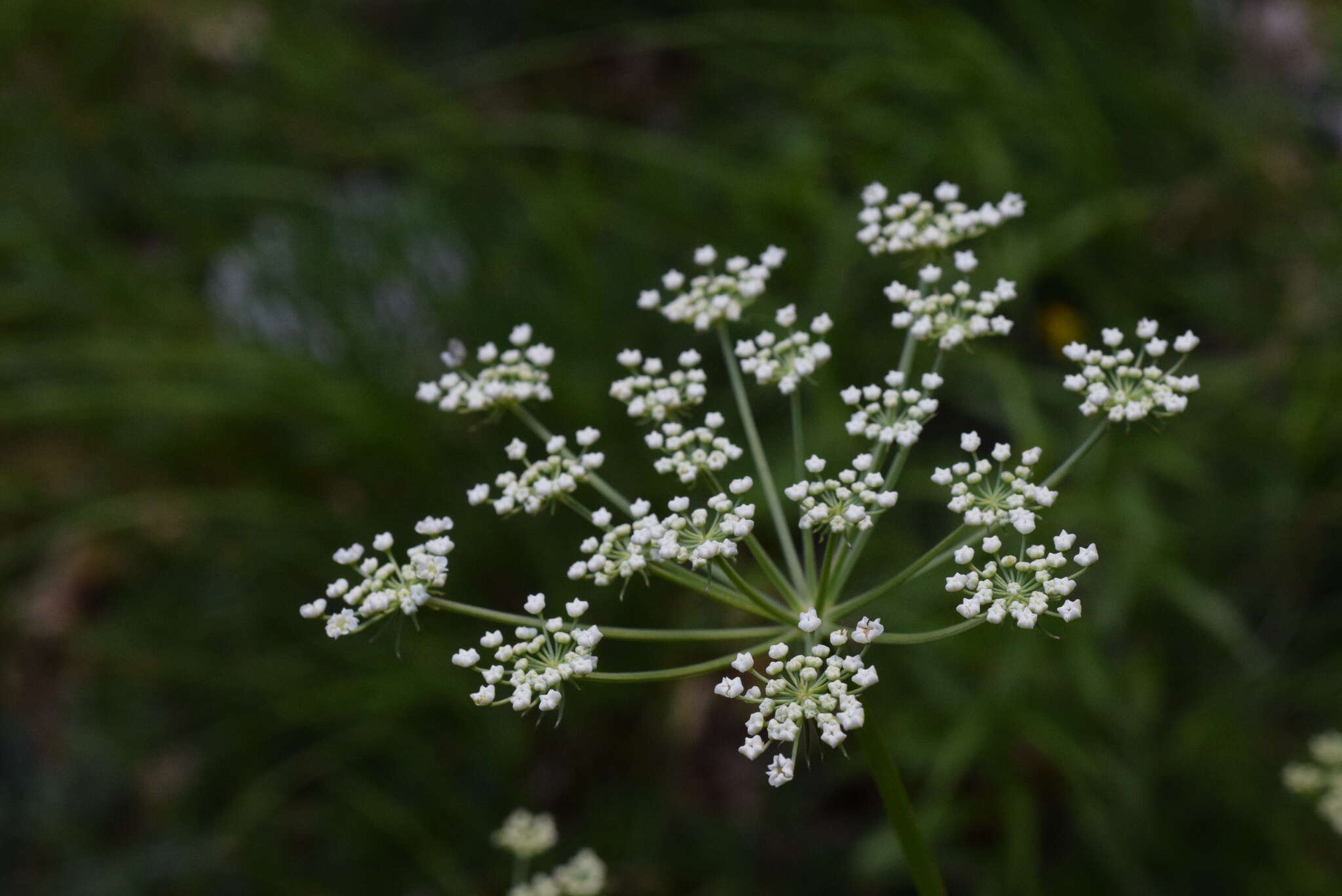 صورة Pteroselinum austriacum (Jacq.) Rchb.