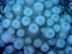 Image of hedgehog coral