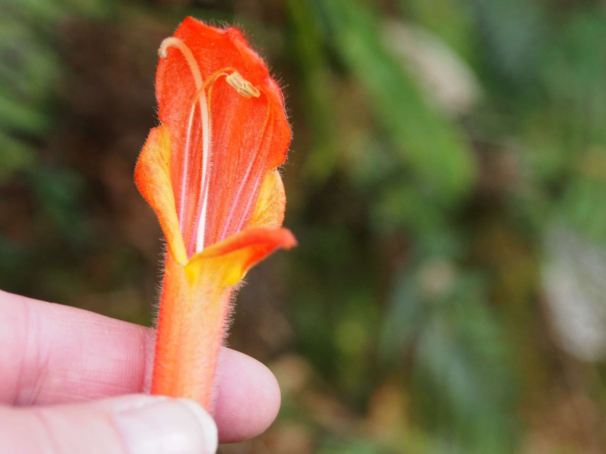 Image of Columnea magnifica Klotzsch ex Oerst.