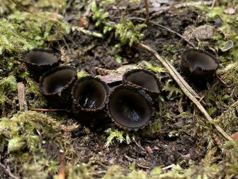 Imagem de Plectania harnischii M. Carbone, Agnello, A. D. Parker & P. Alvarado