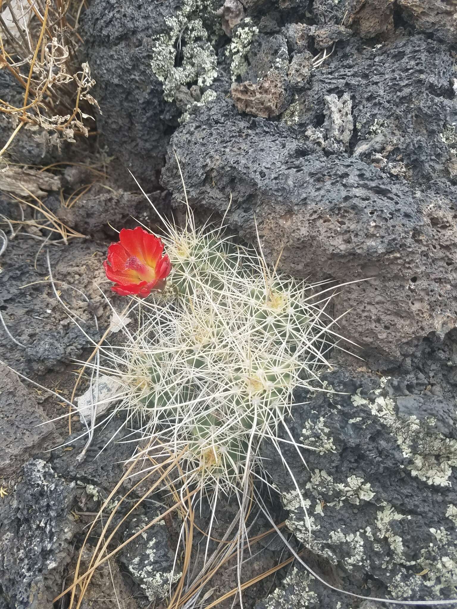 Image of <i>Echinocereus bakeri</i>