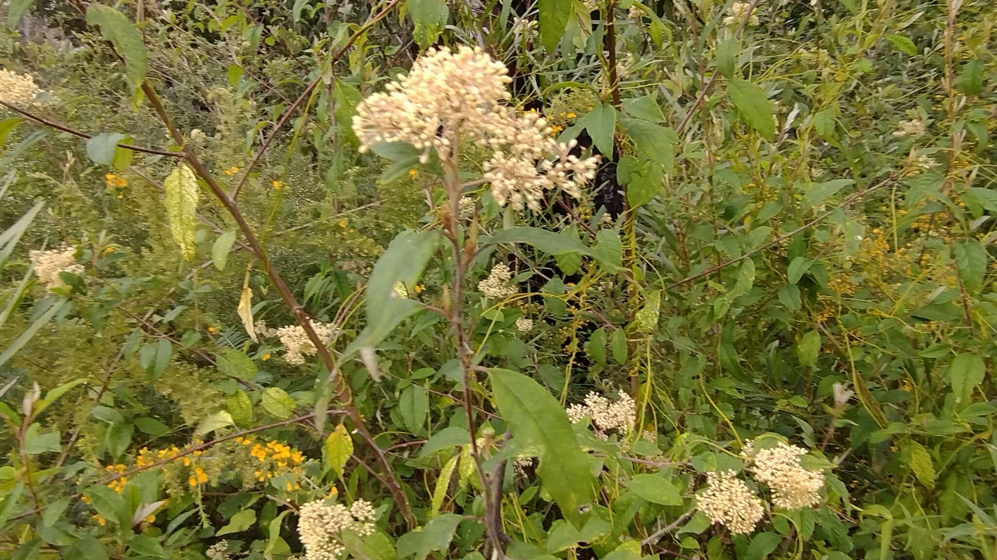 Image of Pomaderris discolor (Vent.) DC.