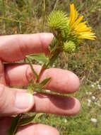 Image of narrowleaf gumweed