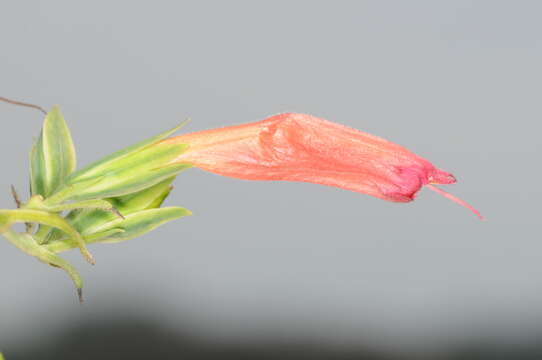 Ruellia longipedunculata Lindau resmi