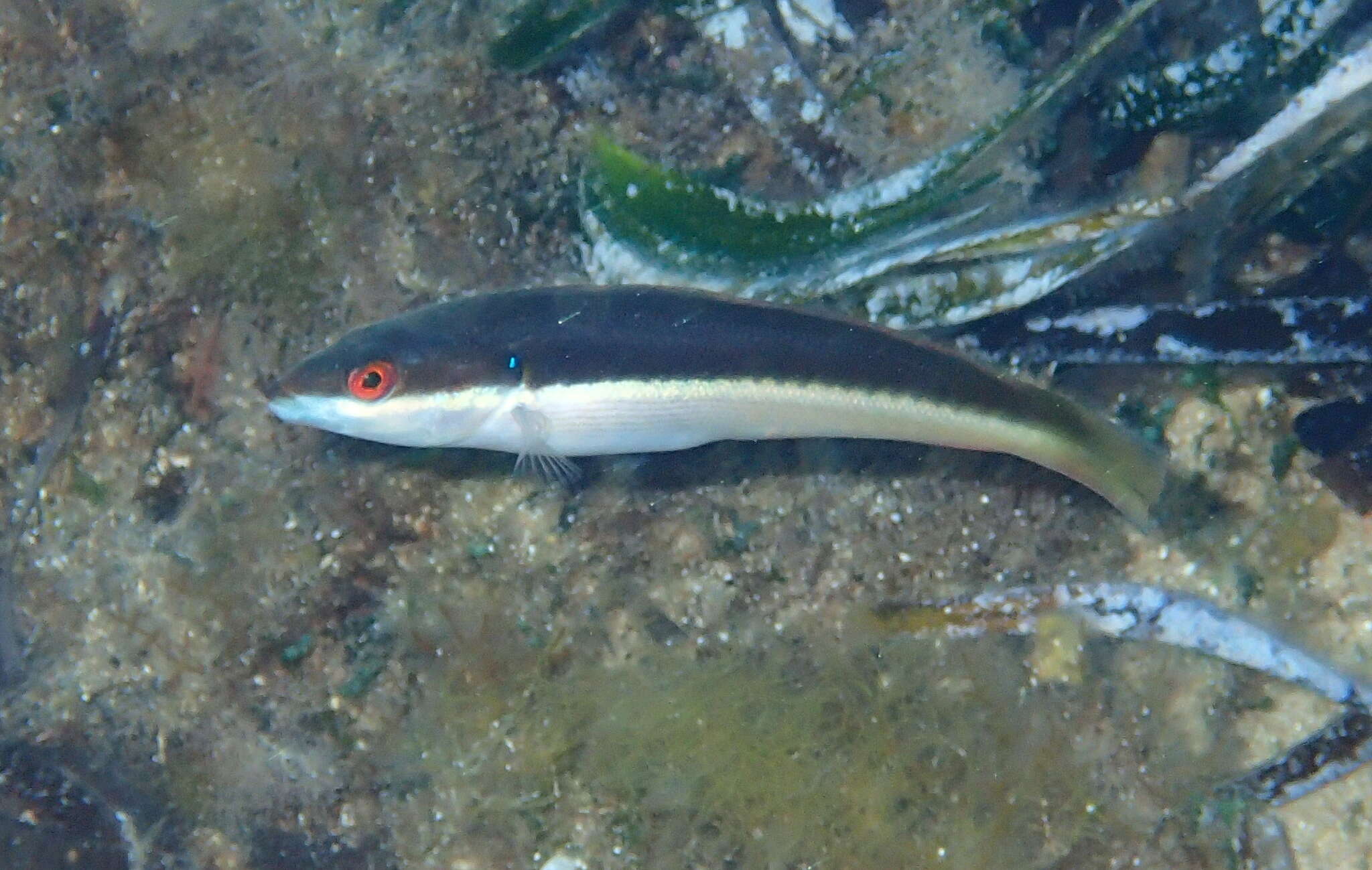 Image of Mediterranean rainbow wrasse