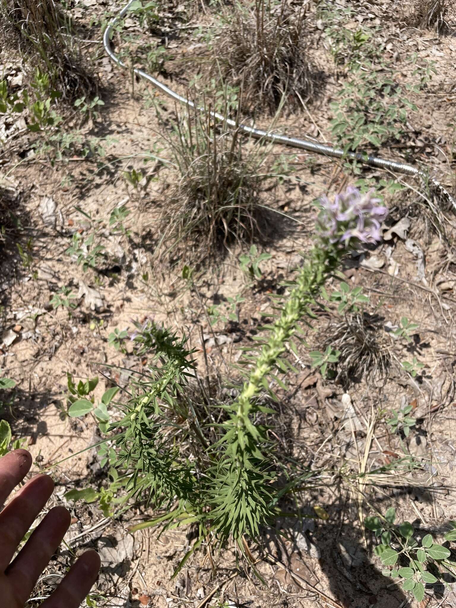 Image de Liatris carizzana (Gaiser) G. L. Nesom