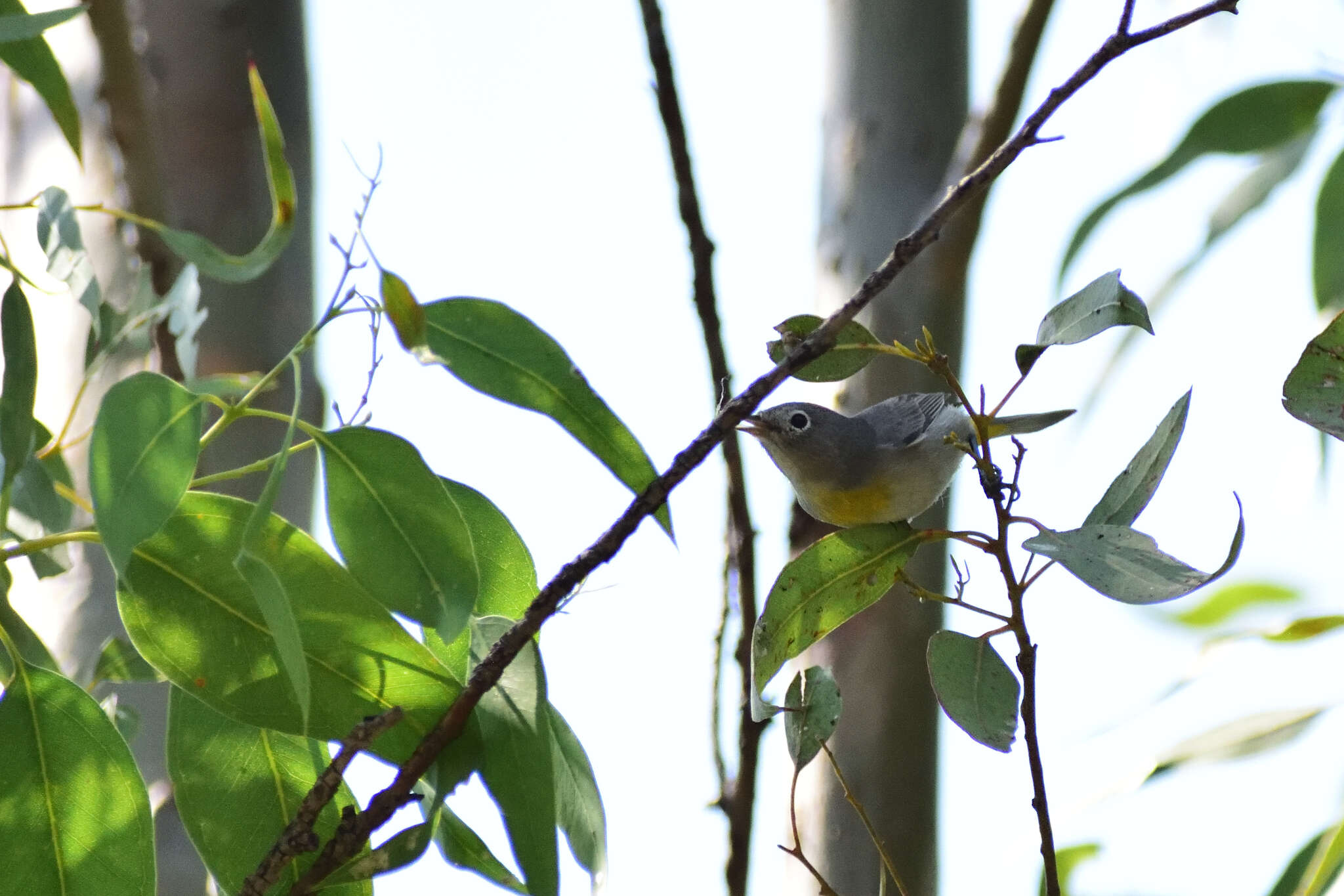 Image of Virginia's Warbler