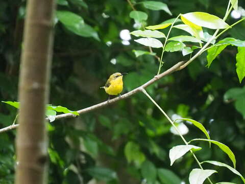 Image of Javan Sunbird