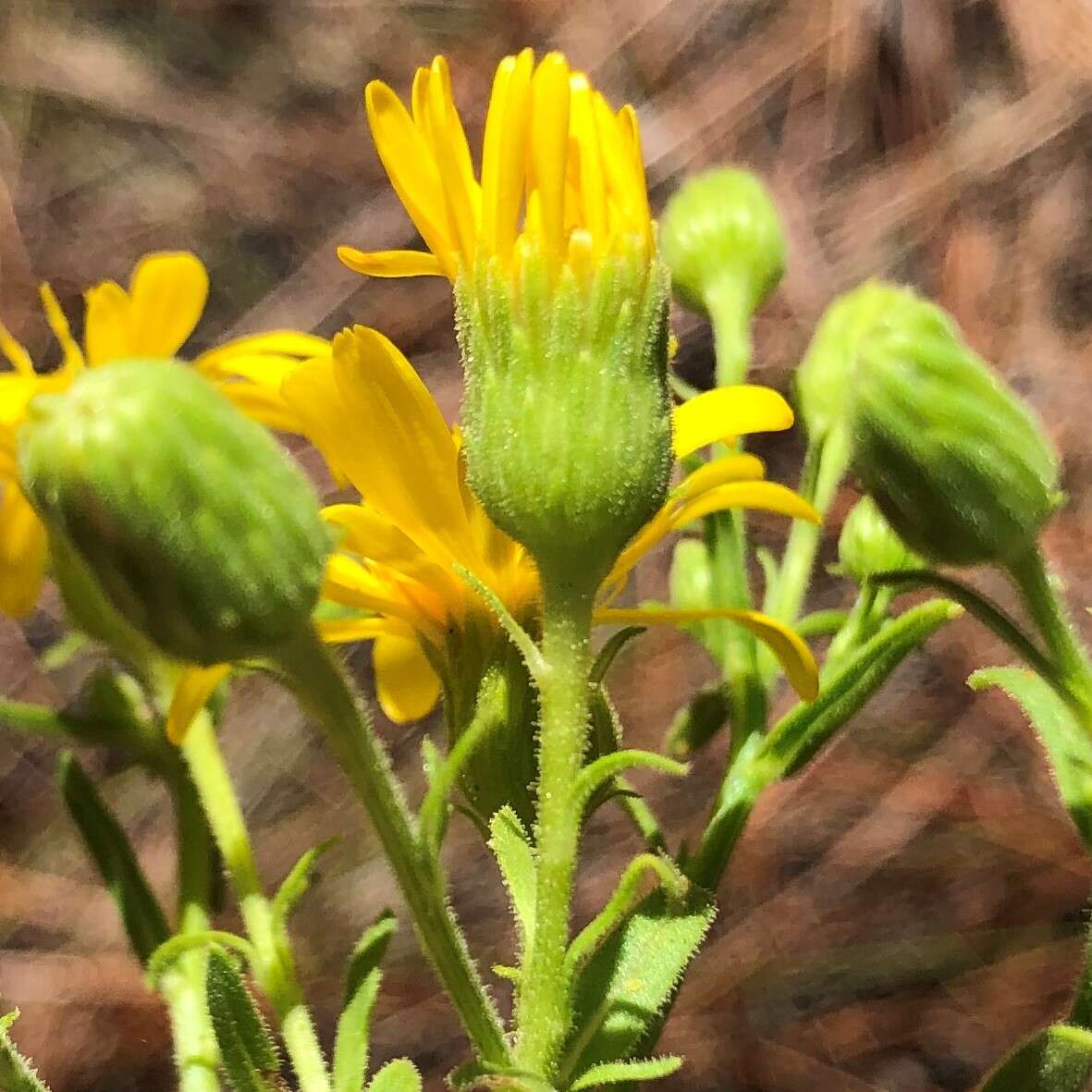 Image of coastal plain goldenaster