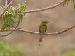 Image of African Green Bee-eater