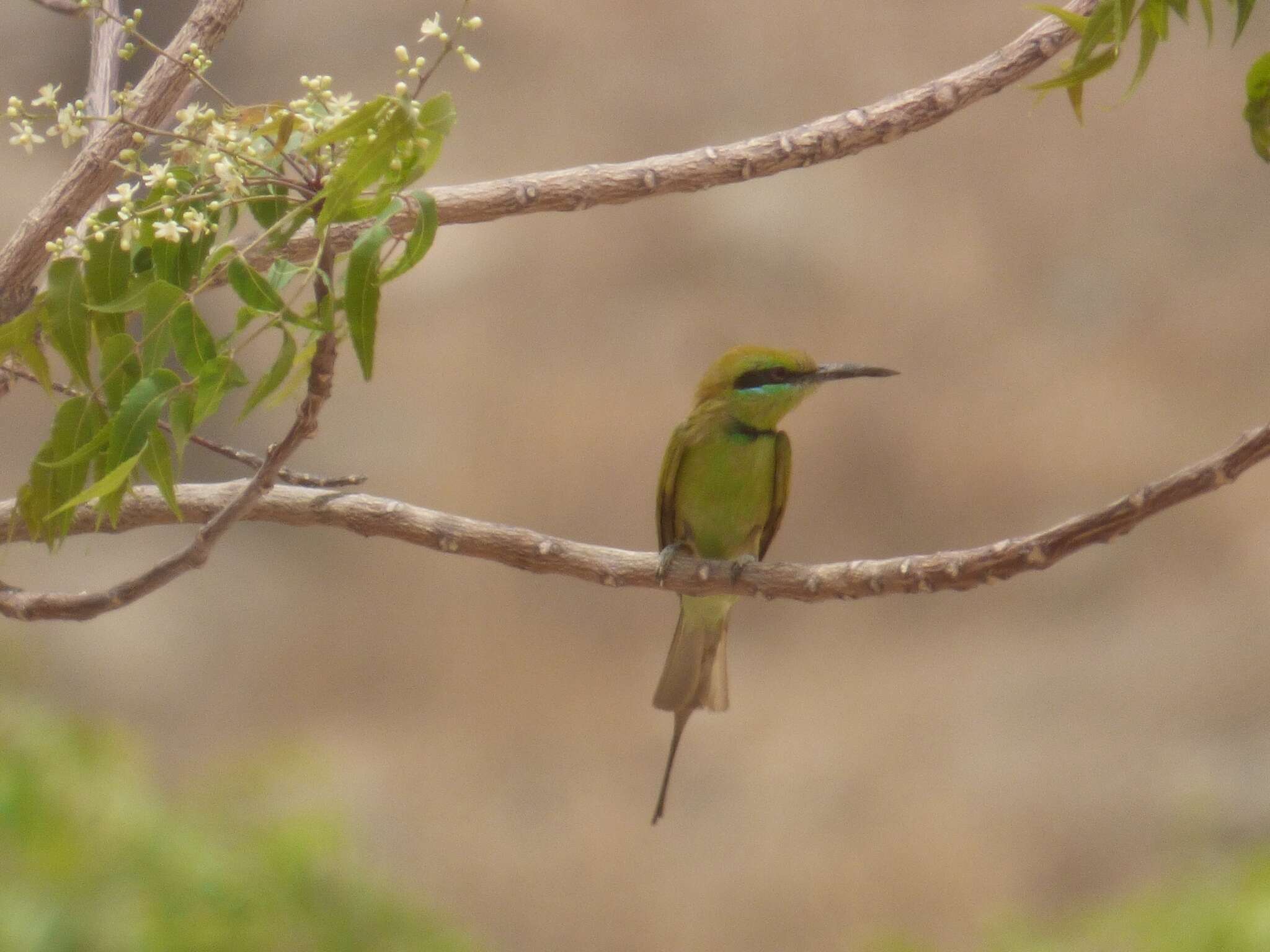 Image of African Green Bee-eater