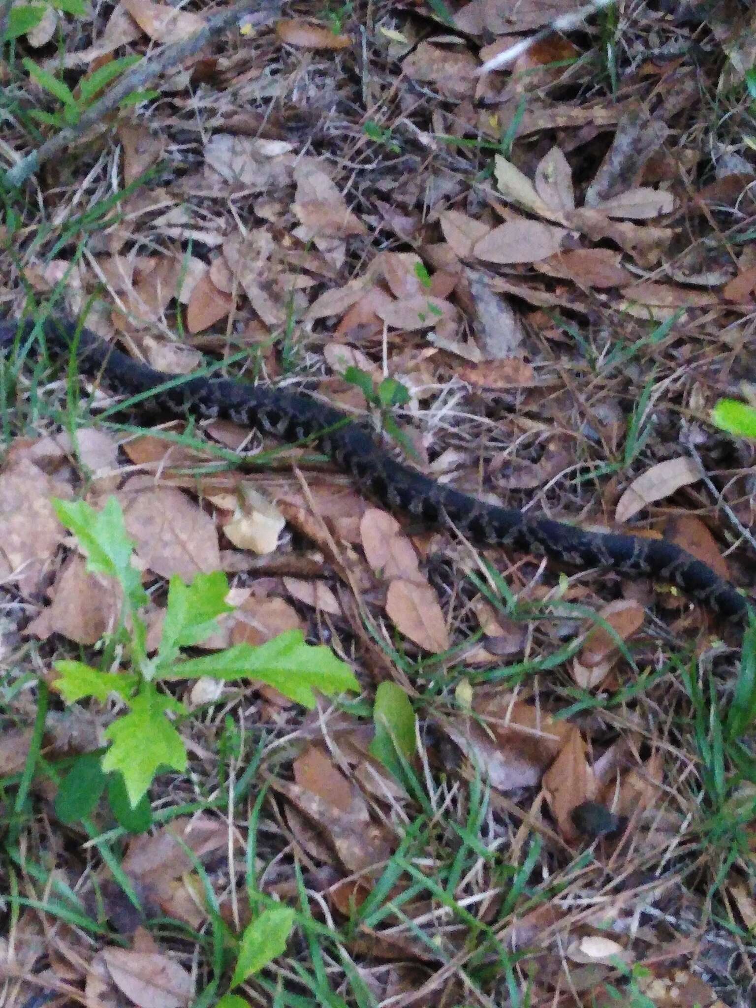 Imagem de Pituophis melanoleucus lodingi Blanchard 1924