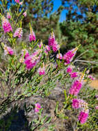 Verticordia spicata F. Müll. resmi