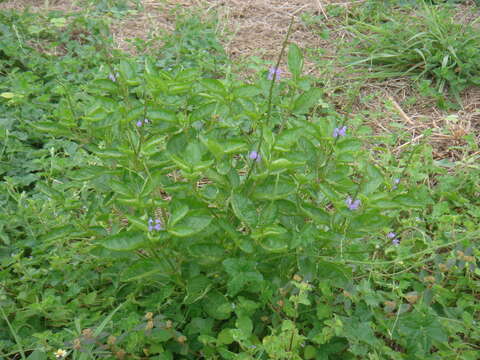 Image of light-blue snakeweed