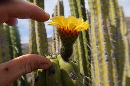 Corryocactus brachypetalus (Vaupel) Britton & Rose resmi