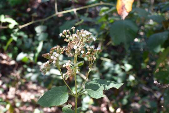 صورة Ageratina vernalis (Vatke & Kurtz) R. King & H. Rob.