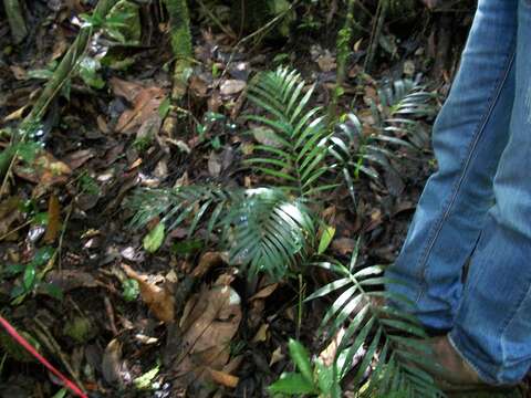 Image of parlor palm