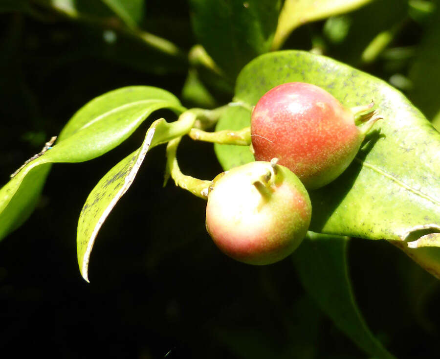 Plancia ëd Sarcococca ruscifolia Stapf