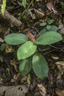 Image of Schismatoglottis asperata Engl.