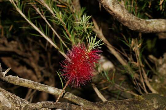 صورة Callistemon subulatus Cheel