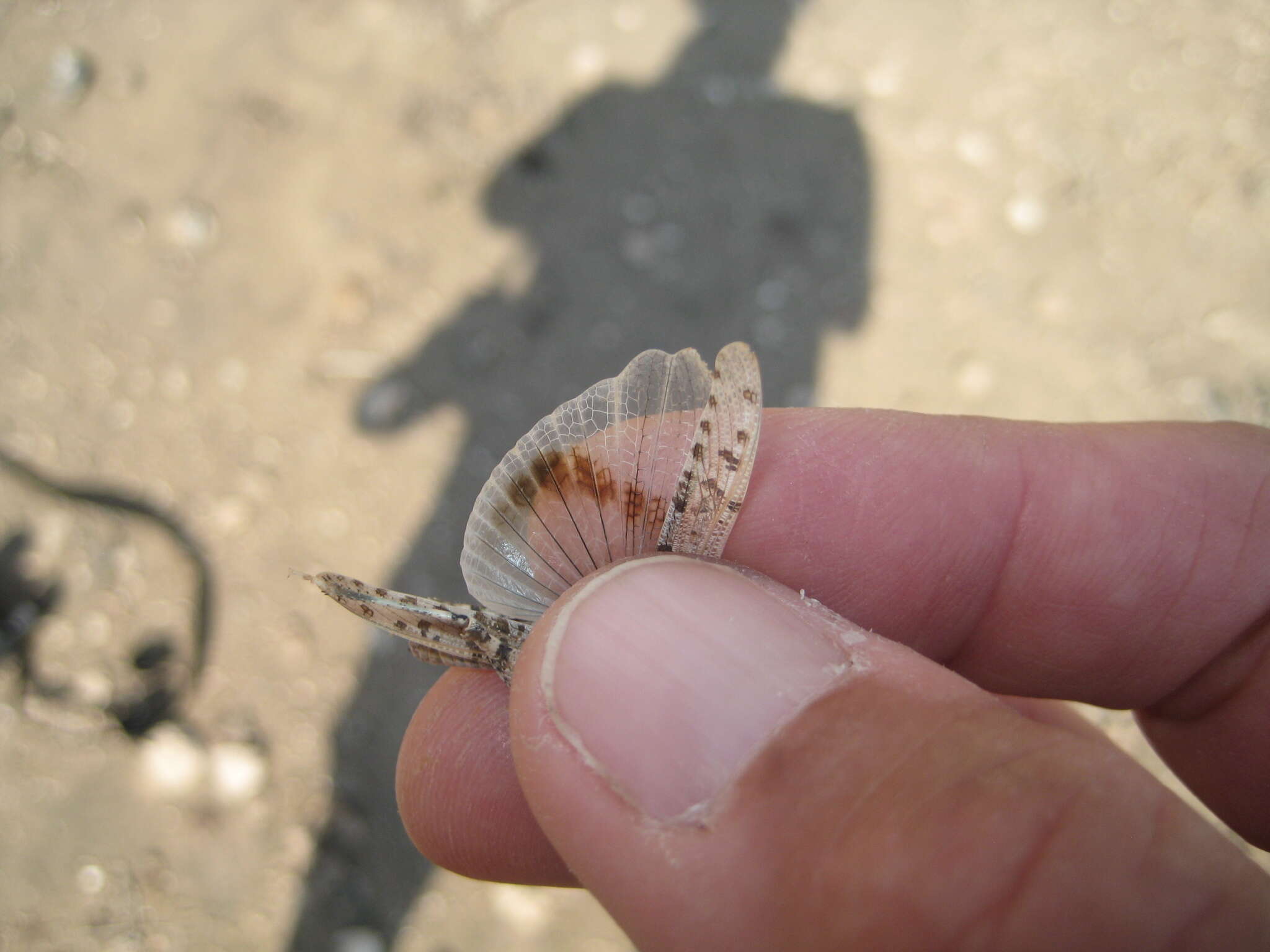 Sivun Sphingonotus (Neosphingonotus) sublaevis (Bolívar & I. 1908) kuva