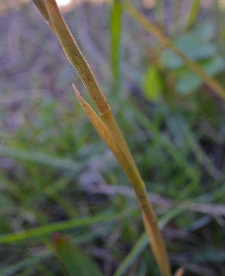 Image of Zeuxine africana Rchb. fil.