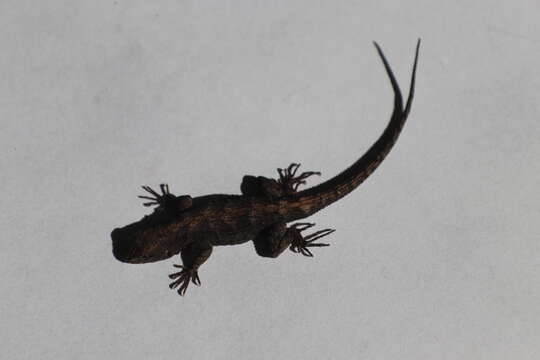 Image of Sceloporus lemosespinali Lara-góngora 2004