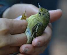 Image of Blackpoll Warbler