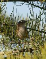 Image of Marsh Wren