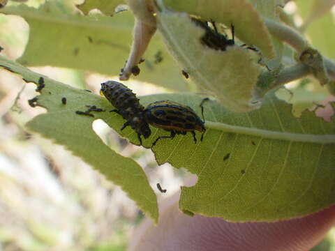 Image of Cottonwood Leaf Beetle