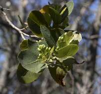 Image of Kageneckia oblonga Ruiz & Pav.