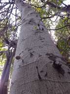 Image of Ficus coronata de Spin