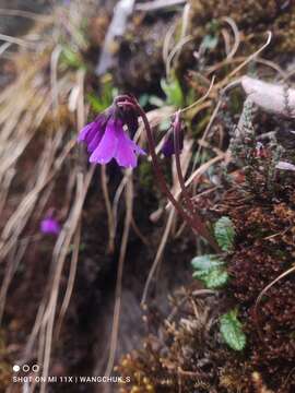 Image of Primula tsariensis W. W. Sm.