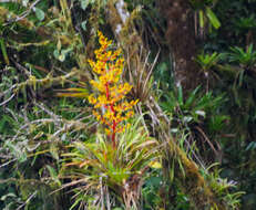 Guzmania diffusa L. B. Sm.的圖片